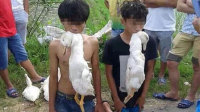 少年偷鸭被抓叼死鸭下跪