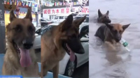 德牧犬游泳捡塑料瓶赚千元