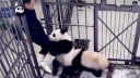 超萌熊猫抱大腿不要锁门!