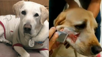 导盲犬送主人遇刺不发声