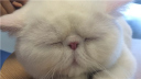 醉了!卖萌加菲猫智商太捉急