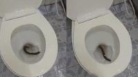 女子家中马桶现巨型蜈蚣