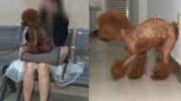宠物狗被剃光太丑主人报警
