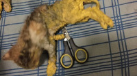 两幼猫涂满油漆被扔弃