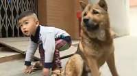神犬找回走失两岁男童