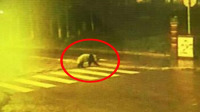 监拍大熊猫出没映秀街头