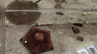 博物馆海星1个月被摸死