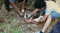 兔唇男婴被埋荒山10天10夜