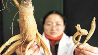 央视曝光假特产:人参用胶粘
