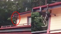 两雄蟒高悬屋顶决斗只为求偶