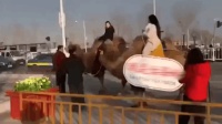 美女骑骆驼上班 称环保