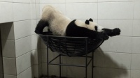 自嗨型的熊猫"男神"