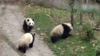 萌翻!熊猫界的博尔特