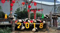 萌!17只小熊猫齐拜年