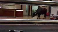 吓人!大黑牛闯进医院闲逛