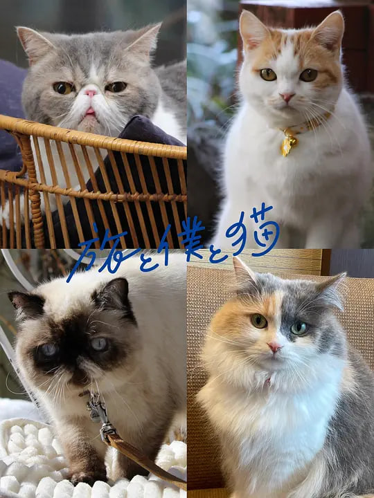 ���к��Һ�èѸ������